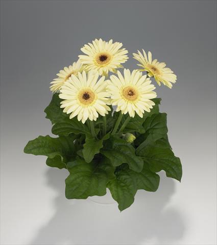 Photos von Blumenvarianten benutzt als: Ampel/Topf Gerbera jamesonii Royal Semi-double Vanilla