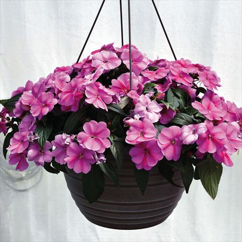 Photos von Blumenvarianten benutzt als: Ampel/Topf Impatiens N. Guinea Bounce Pink Flame