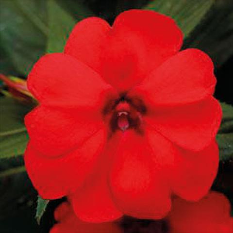 Photos von Blumenvarianten benutzt als: Ampel/Topf Impatiens N. Guinea Bounce Red