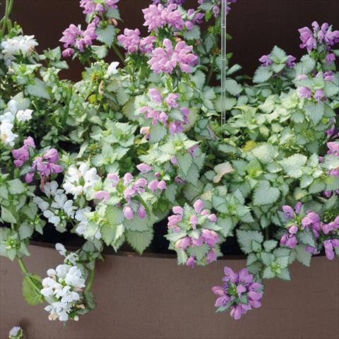 Photos von Blumenvarianten benutzt als: Terrasse, Topf Lamium Mega Purple