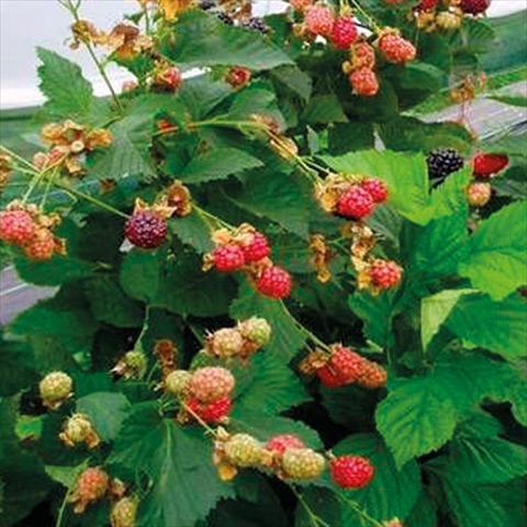 Photos von Blumenvarianten benutzt als: Topf, Beet, Terrasse Rubus ulmifolius Mora Senza Spine Rifiorente Reuben