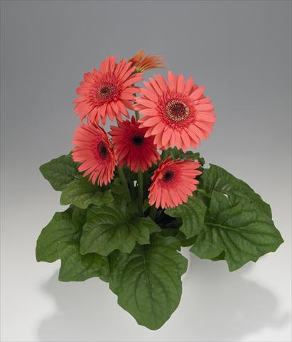 Photos von Blumenvarianten benutzt als: Ampel/Topf Gerbera jamesonii Royal Semi-double Wartermelon