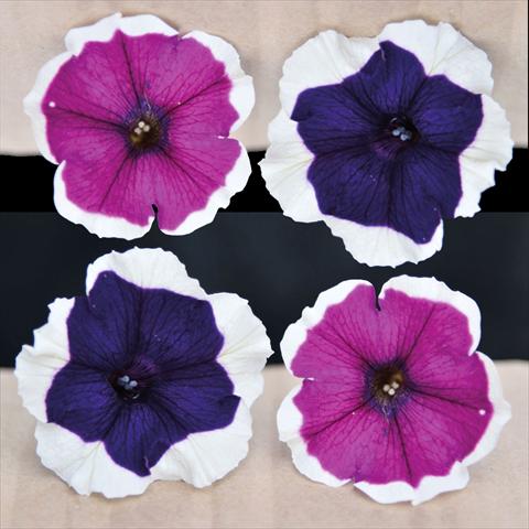 Photos von Blumenvarianten benutzt als: Ampel/Topf Petunia hybrida Vogue Blu & Purple Bordato Mix