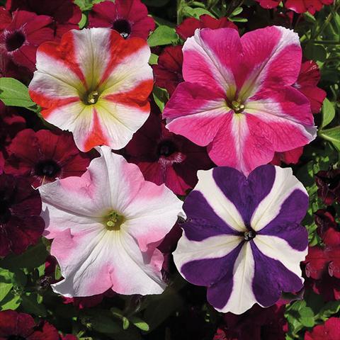Photos von Blumenvarianten benutzt als: Ampel/Topf Petunia hybrida Vogue Crazy Stellato Mix