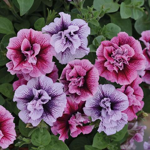 Photos von Blumenvarianten benutzt als: Ampel/Topf Petunia hybrida Vogue Doppia Mix