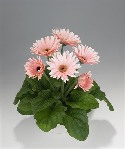 Photos von Blumenvarianten benutzt als: Ampel/Topf Gerbera jamesonii Royal Soft Pink