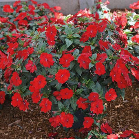 Photos von Blumenvarianten benutzt als: Beet, Topf oder Ampel Impatiens N. Guinea SunPatiens Vigorous Scarlet Red