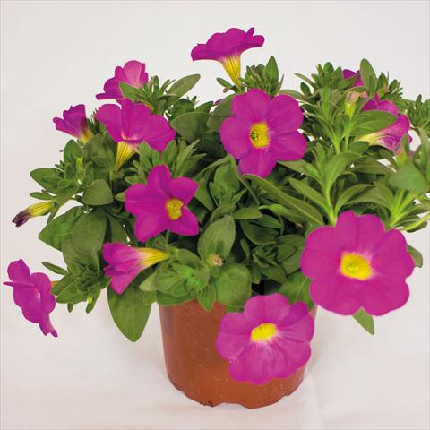 Photos von Blumenvarianten benutzt als: Ampel/Topf Calibrachoa hybrida SuperCall Pink
