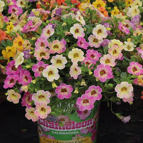 Photos von Blumenvarianten benutzt als: Ampel/Topf Calibrachoa hybrida Chameleon Pink Passion