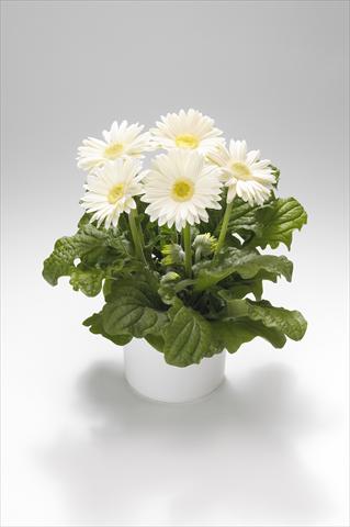 Photos von Blumenvarianten benutzt als: Ampel/Topf Gerbera jamesonii Royal White