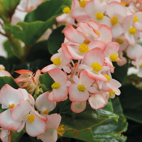 Photos von Blumenvarianten benutzt als: Topf und Beet Begonia Baby Wings Bicolore Foglia Verde