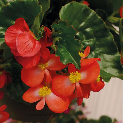 Photos von Blumenvarianten benutzt als: Topf und Beet Begonia Begonia Baby Wings Rosso Foglia Verde