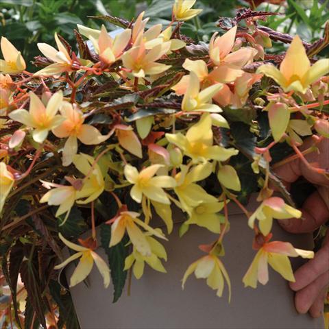 Photos von Blumenvarianten benutzt als: Ampel/Topf Begonia boliviensis Bossa Nova Ivory