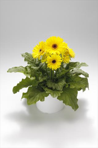 Photos von Blumenvarianten benutzt als: Ampel/Topf Gerbera jamesonii Royal Yellow