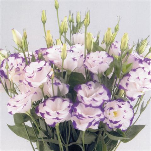 Photos von Blumenvarianten benutzt als: Schnittblume Lisianthus F.1 Magic Blue Picotee