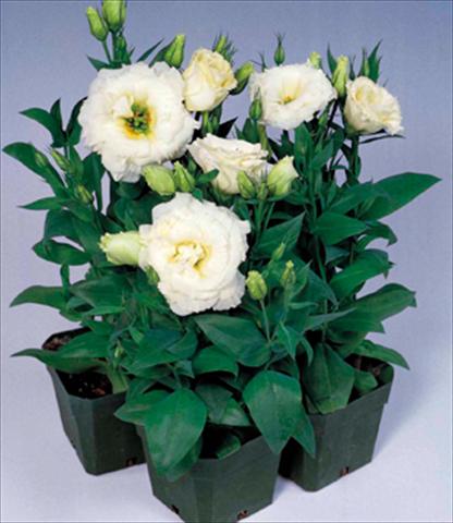 Photos von Blumenvarianten benutzt als: Topf Lisianthus (Eustoma grandiflorum) Matador White