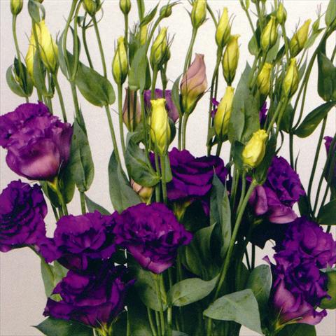Photos von Blumenvarianten benutzt als: Schnittblume Lisianthus F.1 Magic Blue