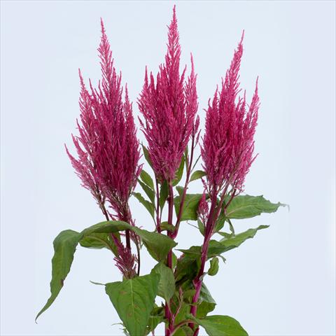 Photos von Blumenvarianten benutzt als: Topf und Beet Celosia plumosa Century Pink