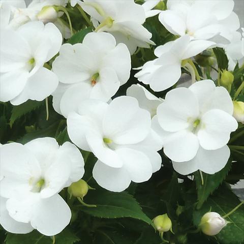 Photos von Blumenvarianten benutzt als: Topf und Beet Impatiens N. Guinea SunPatiens® Vigorous Clear White
