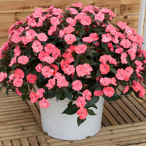 Photos von Blumenvarianten benutzt als: Topf und Beet Impatiens N. Guinea SunPatiens® Vigorous Pink Pearl