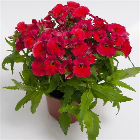 Photos von Blumenvarianten benutzt als: Topf und Beet Nemesia hybrida Nebula Rosy Red