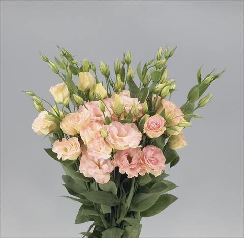 Photos von Blumenvarianten benutzt als: Schnittblume Lisianthus F.1 Magic Champagne