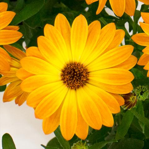Photos von Blumenvarianten benutzt als: Topf und Beet Osteospermum Cape Daisy® Orange Sorbet