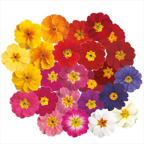 Photos von Blumenvarianten benutzt als: Topf und Beet Primula acaulis, veris, vulgaris Danova Mix