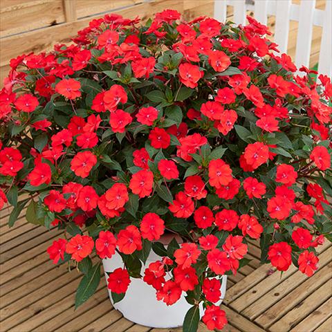 Photos von Blumenvarianten benutzt als: Beet, Topf oder Ampel Impatiens N. Guinea Sunpatiens Vigorous Scarlet Red