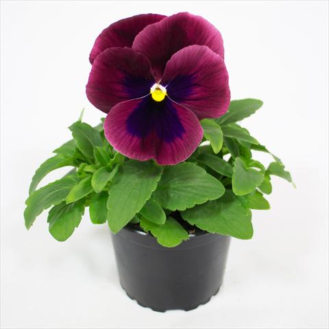 Photos von Blumenvarianten benutzt als: Beet, Topf oder Ampel Viola wittrockiana Premier Carmine Rose with Blotch