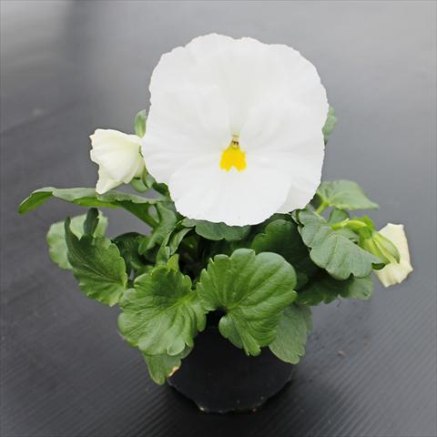 Photos von Blumenvarianten benutzt als: Beet, Topf oder Ampel Viola wittrockiana Premier Clear White