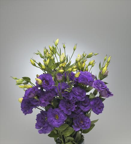 Photos von Blumenvarianten benutzt als: Schnittblume Lisianthus F.1 Magic Deep Blue