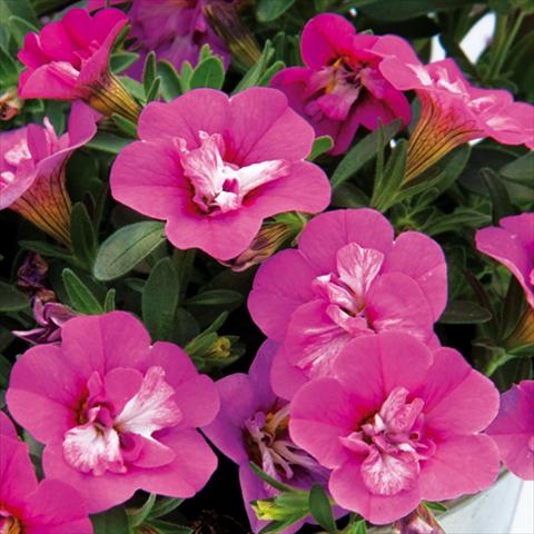 Photos von Blumenvarianten benutzt als: Beet, Topf oder Ampel Calibrachoa hybrida MiniFamous® Compact Double Rose