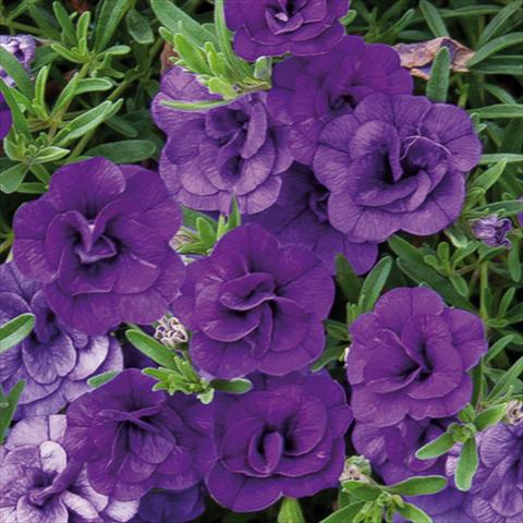 Photos von Blumenvarianten benutzt als: Beet, Topf oder Ampel Calibrachoa hybrida MiniFamous® Double Blue 15
