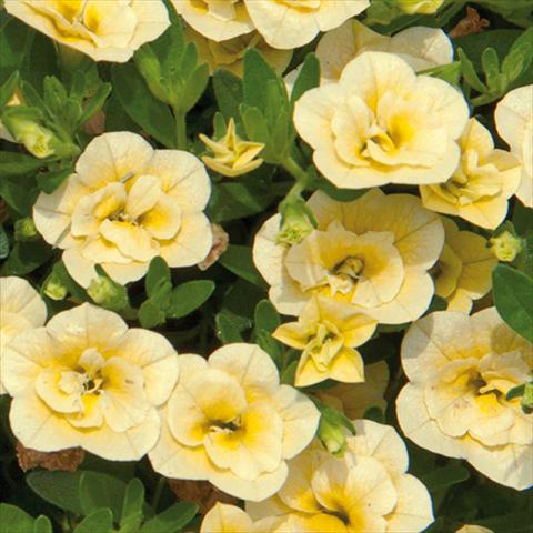 Photos von Blumenvarianten benutzt als: Beet, Topf oder Ampel Calibrachoa hybrida MiniFamous® Double Lemon 15