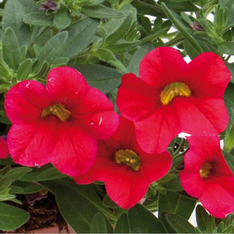 Photos von Blumenvarianten benutzt als: Beet, Topf oder Ampel Calibrachoa hybrida MiniFamous® Neo Cherry