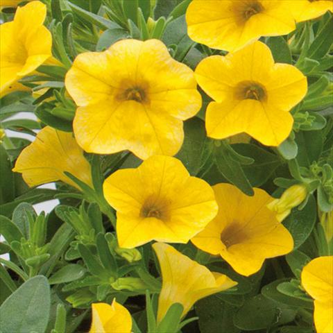 Photos von Blumenvarianten benutzt als: Beet, Topf oder Ampel Calibrachoa hybrida MiniFamous® Neo True Yellow