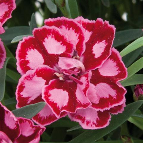 Photos von Blumenvarianten benutzt als: Topf und Beet Dianthus chinensis Diantica® Strawberry Cream