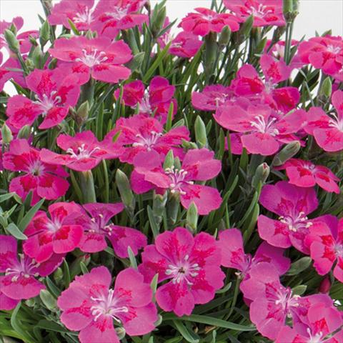 Photos von Blumenvarianten benutzt als: Topf und Beet Dianthus chinensis Pillow® Purple