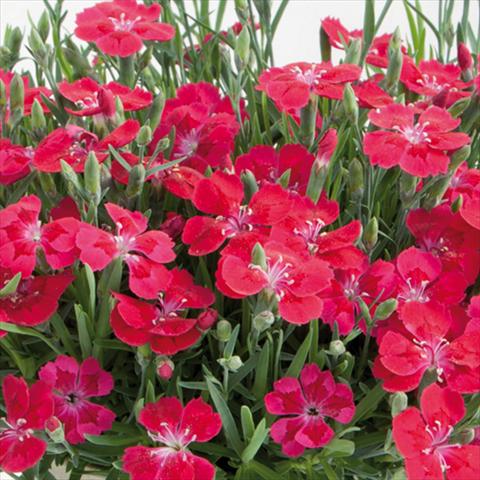 Photos von Blumenvarianten benutzt als: Topf und Beet Dianthus chinensis Pillow® Red