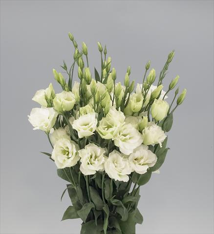 Photos von Blumenvarianten benutzt als: Schnittblume Lisianthus F.1 Magic Green