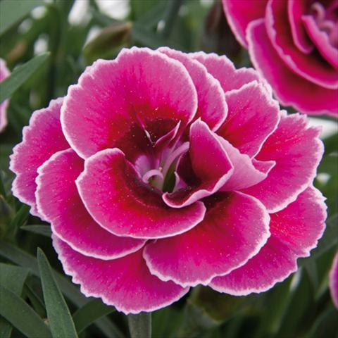 Photos von Blumenvarianten benutzt als: Topf und Beet Dianthus caryophyllus SuperTrouper® Sally