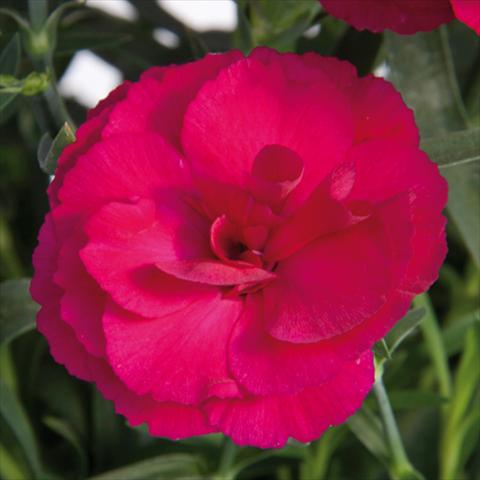 Photos von Blumenvarianten benutzt als: Topf und Beet Dianthus caryophyllus SuperTrouper® Amy