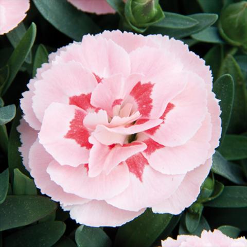 Photos von Blumenvarianten benutzt als: Topf und Beet Dianthus caryophyllus Oscar®Pink Star