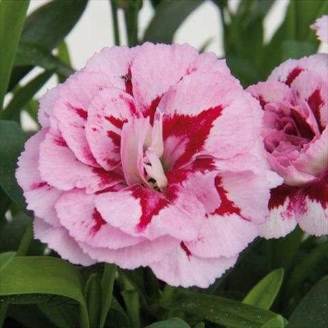 Photos von Blumenvarianten benutzt als: Topf und Beet Dianthus caryophyllus Oscar®Purple Star