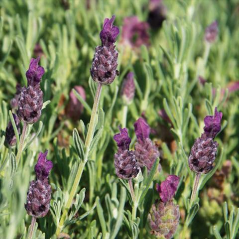 Photos von Blumenvarianten benutzt als: Topf und Beet Lavandula stoechas LaVela Dark Violet 16