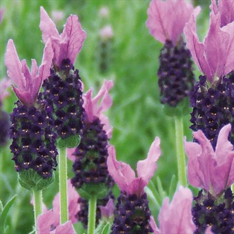 Photos von Blumenvarianten benutzt als: Topf und Beet Lavandula stoechas LaVela Violetto