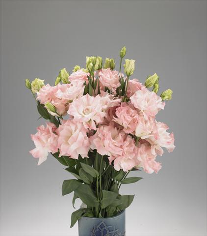 Photos von Blumenvarianten benutzt als: Schnittblume Lisianthus F.1 Magic Misty Pink