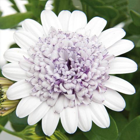 Photos von Blumenvarianten benutzt als: Topf Osteospermum FlowerPower® 3D Berry White 15