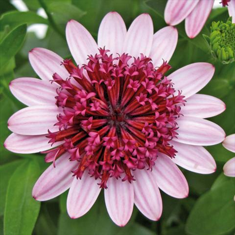 Photos von Blumenvarianten benutzt als: Topf Osteospermum FlowerPower® 3D Silver